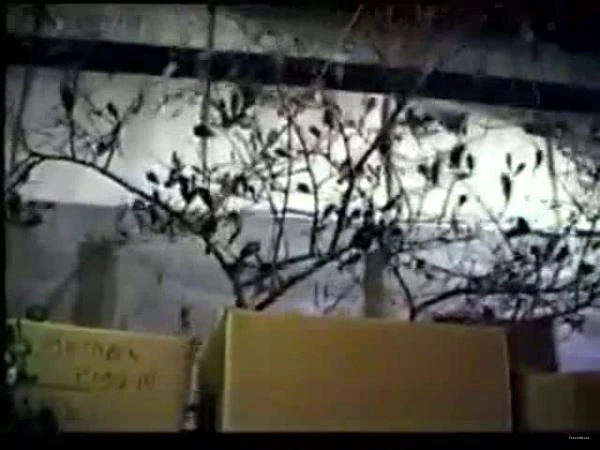 The Plant. rick masters [DVDRip / 576.2 MB]